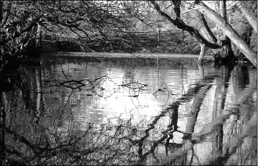 The Fish Pond next to the Churchyard