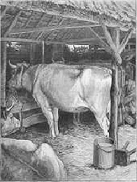 cow